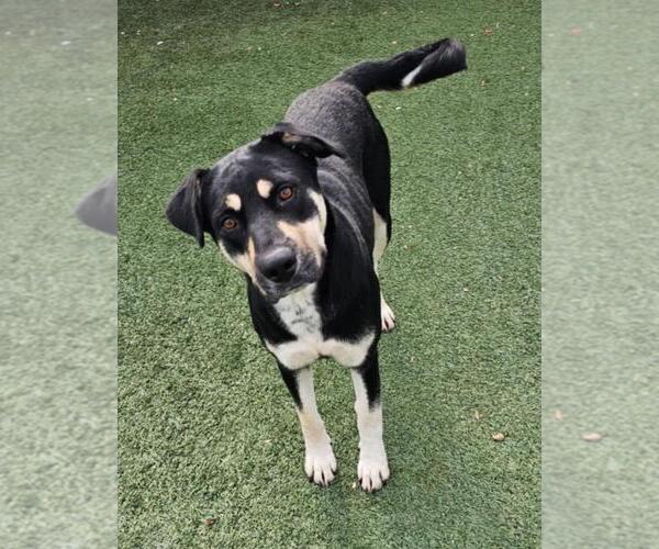 Medium Photo #13 Rottweiler-Unknown Mix Puppy For Sale in Rockwall, TX, USA