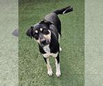 Small #12 Rottweiler Mix