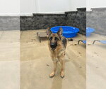 Korra - Female German Shepherd Dog Dog for Adoption - Small photo