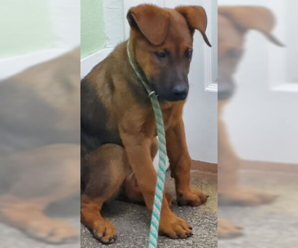 Medium Photo #2 German Shepherd Dog-Unknown Mix Puppy For Sale in Ventura, CA, USA