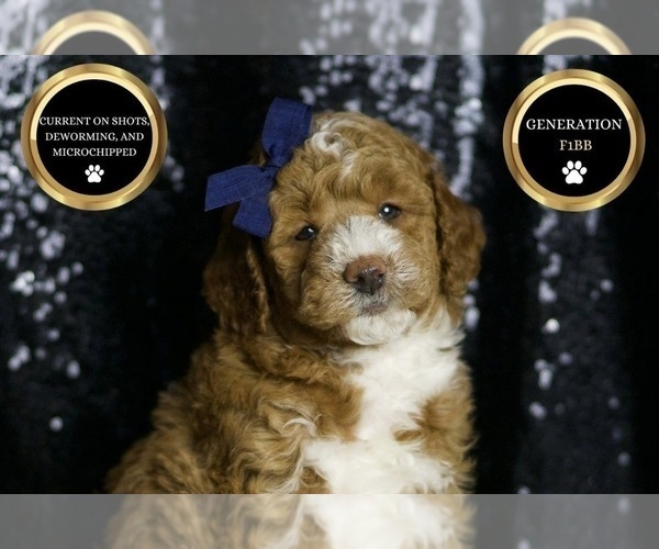 Medium Photo #6 Goldendoodle (Miniature) Puppy For Sale in WARSAW, IN, USA