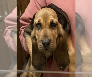 Bloodhound Puppy for sale in FORT MORGAN, CO, USA