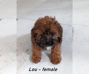 Cavapoo Puppy for sale in ALPHA, KY, USA