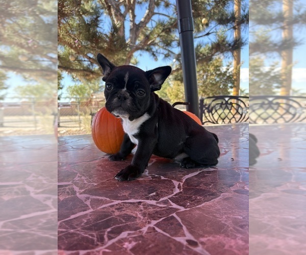 Medium Photo #12 French Bulldog Puppy For Sale in YUCCA VALLEY, CA, USA
