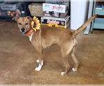 Small #2 American Pit Bull Terrier-Labrador Retriever Mix