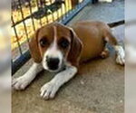 Ryder - Female Labbe Dog for Adoption - Small photo