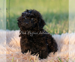 Small Photo #75 Poodle (Miniature) Puppy For Sale in WARSAW, IN, USA