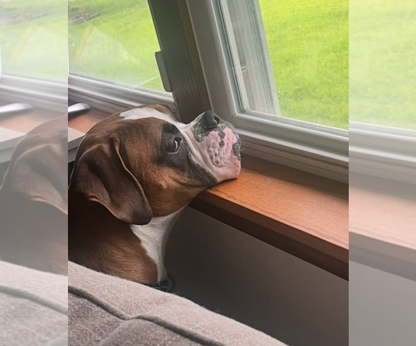 Medium Photo #3 Boxer Puppy For Sale in Burnsville, MN, USA