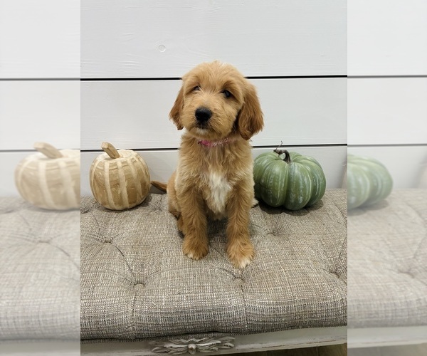 Medium Photo #6 Goldendoodle mix (+ Poodle Standard) Puppy For Sale in FALKNER, MS, USA