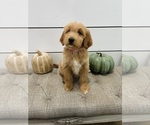 Litter of 4 - Male(s) and Female(s) Goldendoodle mix (+ Poodle Standard)Litter of Puppies for Sale - Photo #6