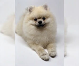 Father of the Pomeranian puppies born on 01/03/2020