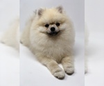 Small Photo #1 Pomeranian Puppy For Sale in STKN, CA, USA