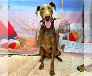 Doberman Pinscher Dogs for adoption in Long Beach, CA, USA