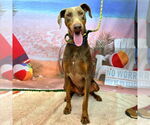 Small Doberman Pinscher