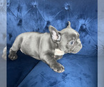 Small Photo #6 French Bulldog Puppy For Sale in CORONA, CA, USA