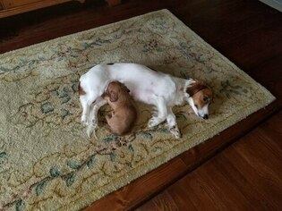 Mother of the Dachshund puppies born on 02/04/2019