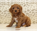 Small #3 Cavapoo