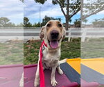 Small #1 Labrador Retriever Mix