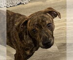 Small #1 Mountain Cur Mix