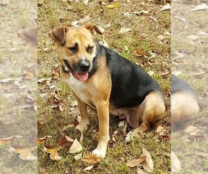 Allie - Female Chinese Shar-Pei-German Shepherd Dog Mix Dog for Adoption - Photo #2