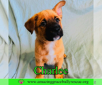 Small #10 Chow Chow Mix