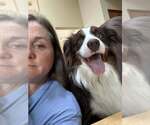 Small #1 Australian Shepherd Mix