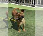 Small #3 Mutt