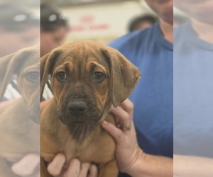Mutt Dogs for adoption in Sanford, FL, USA