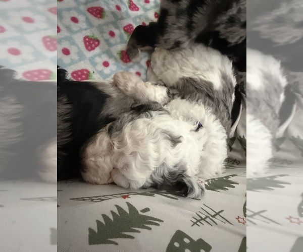 Medium Photo #5 Aussiedoodle-Bernedoodle Mix Puppy For Sale in BELTON, SC, USA