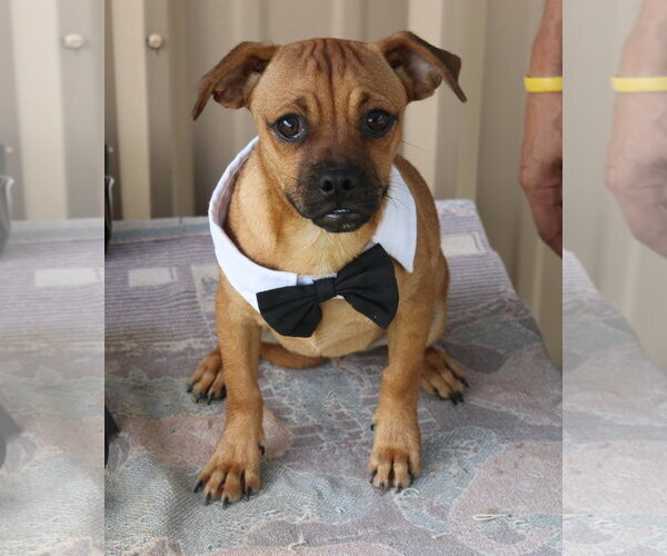 Medium Photo #4 Pug-Unknown Mix Puppy For Sale in Bandera, TX, USA