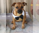 Small #3 Pug Mix