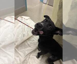 Labrador Retriever-Unknown Mix Dogs for adoption in Las Vegas, NV, USA