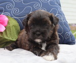 Puppy Caspian ShihPoo