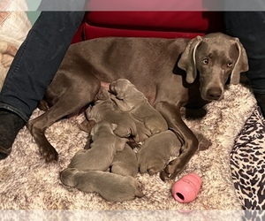 Mother of the Weimaraner puppies born on 10/23/2022