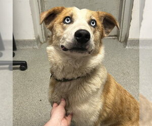 Mutt Dogs for adoption in Palmetto, FL, USA