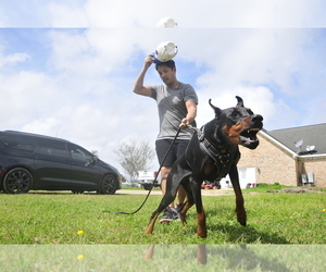 Father of the Doberman Pinscher puppies born on 12/06/2025
