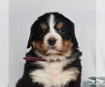 Small Photo #4 Bernese Mountain Dog Puppy For Sale in MILLERSTOWN, PA, USA