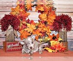 Small Photo #101 Chihuahua Puppy For Sale in CHARLESTON, AR, USA