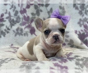 French Bulldog Puppy for sale in LAKELAND, FL, USA