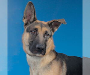 German Shepherd Dog Dogs for adoption in Pasadena, CA, USA