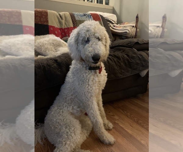 Medium Photo #1 Poodle (Standard) Puppy For Sale in PICKERINGTON, OH, USA