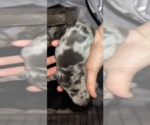 Small Photo #19 Dachshund Puppy For Sale in BON AQUA, TN, USA