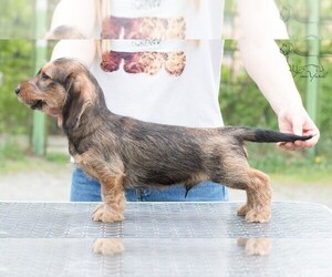 Dachshund Puppy for sale in Bucha, Kyiv, Ukraine