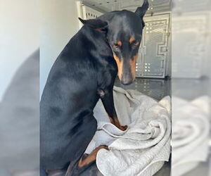 Doberman Pinscher Dogs for adoption in Stockton, CA, USA