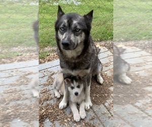 Mother of the Siberian Husky puppies born on 12/04/2020
