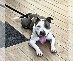American Pit Bull Terrier-Unknown Mix Dogs for adoption in Rowlett, TX, USA