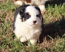 Puppy 0 Australian Shepherd
