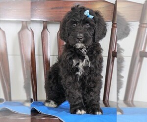 Bernedoodle Puppy for sale in FREDERICKSBG, OH, USA