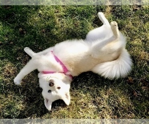 Mother of the Pomsky puppies born on 07/07/2024