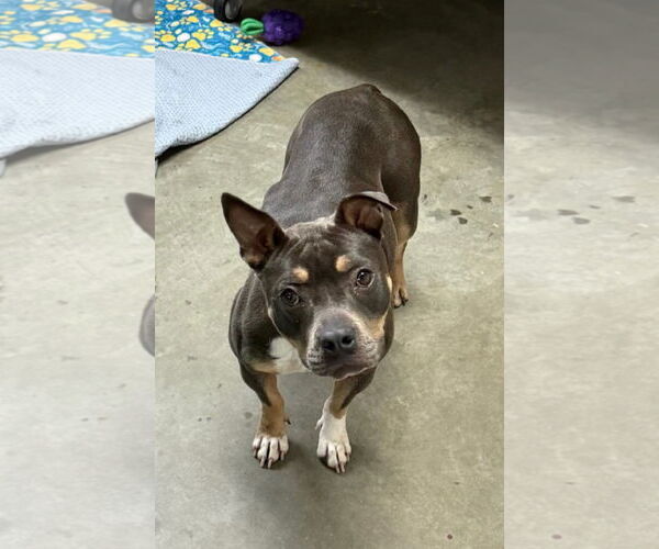 Medium Photo #1 American Staffordshire Terrier-Unknown Mix Puppy For Sale in Euless, TX, USA
